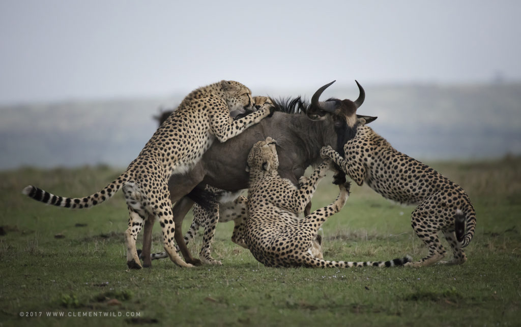 Big Cats, Wildlife Photography, Photo Safaris, Cheetahs, Masai Mara, Nairobi, Kenya, Africa, Clement Kiragu, Clement Wild