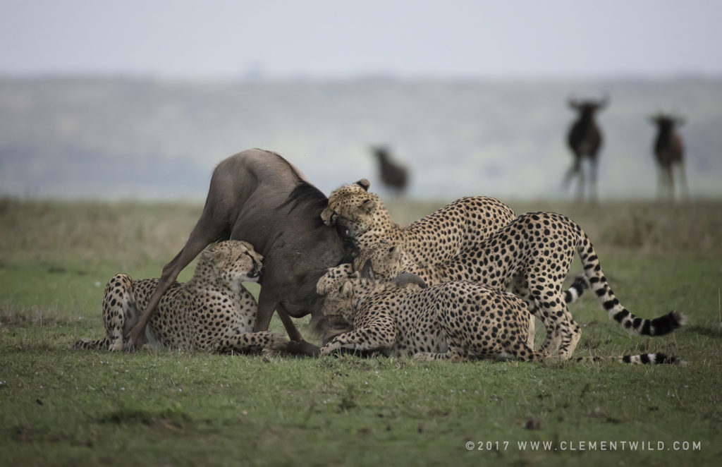 Big Cats, Wildlife Photography, Photo Safaris, Cheetahs, Masai Mara, Nairobi, Kenya, Africa, Clement Kiragu, Clement Wild