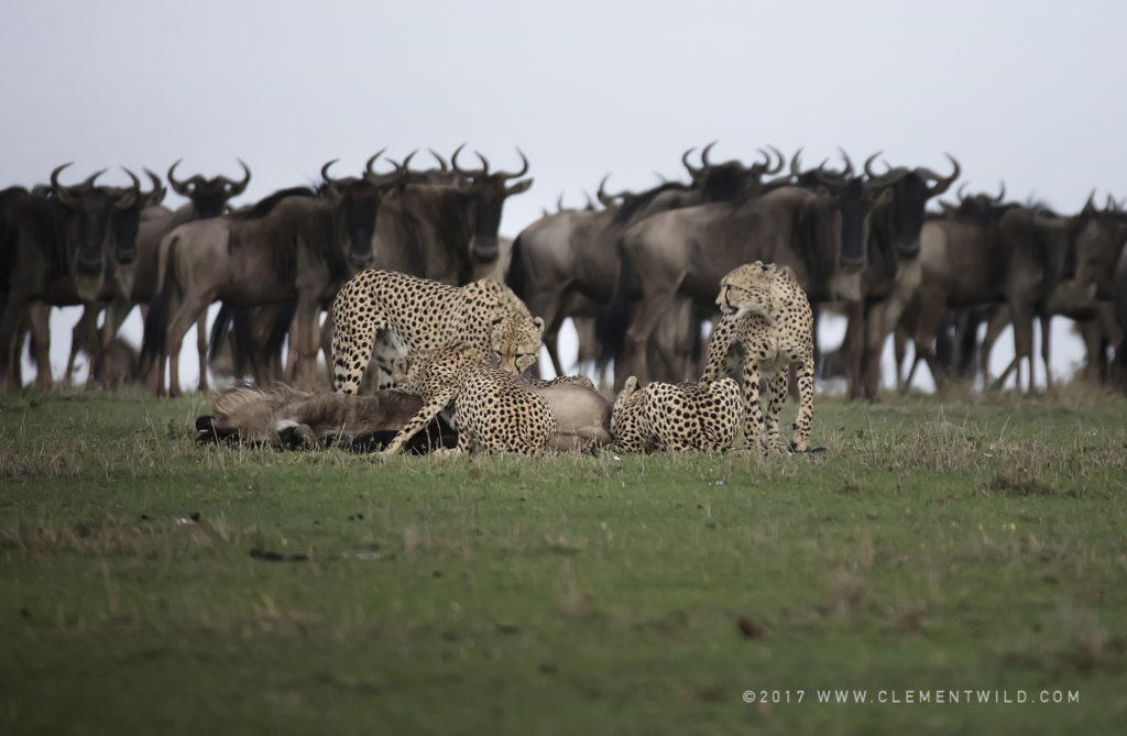 Big Cats, Wildlife Photography, Photo Safaris, Cheetahs, Masai Mara, Nairobi, Kenya, Africa, Clement Kiragu, Clement Wild