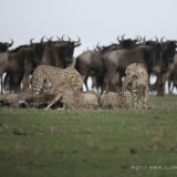 Cheetahs standing over a dead wildebeest with other wildebeests in the background watching