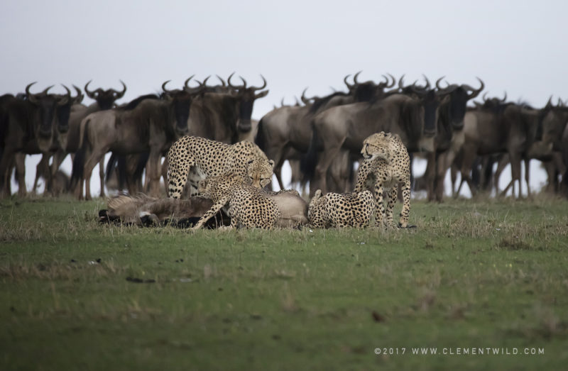 Cheetahs standing over a dead wildebeest with other wildebeests in the background watching