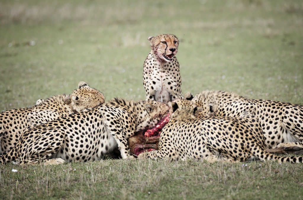 Big Cats, Wildlife Photography, Photo Safaris, Cheetahs, Masai Mara, Nairobi, Kenya, Africa, Clement Kiragu, Clement Wild