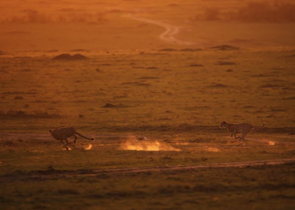 Two cheetahs hunting a rabbit in golden light as captured by photo tour leader ClementWild