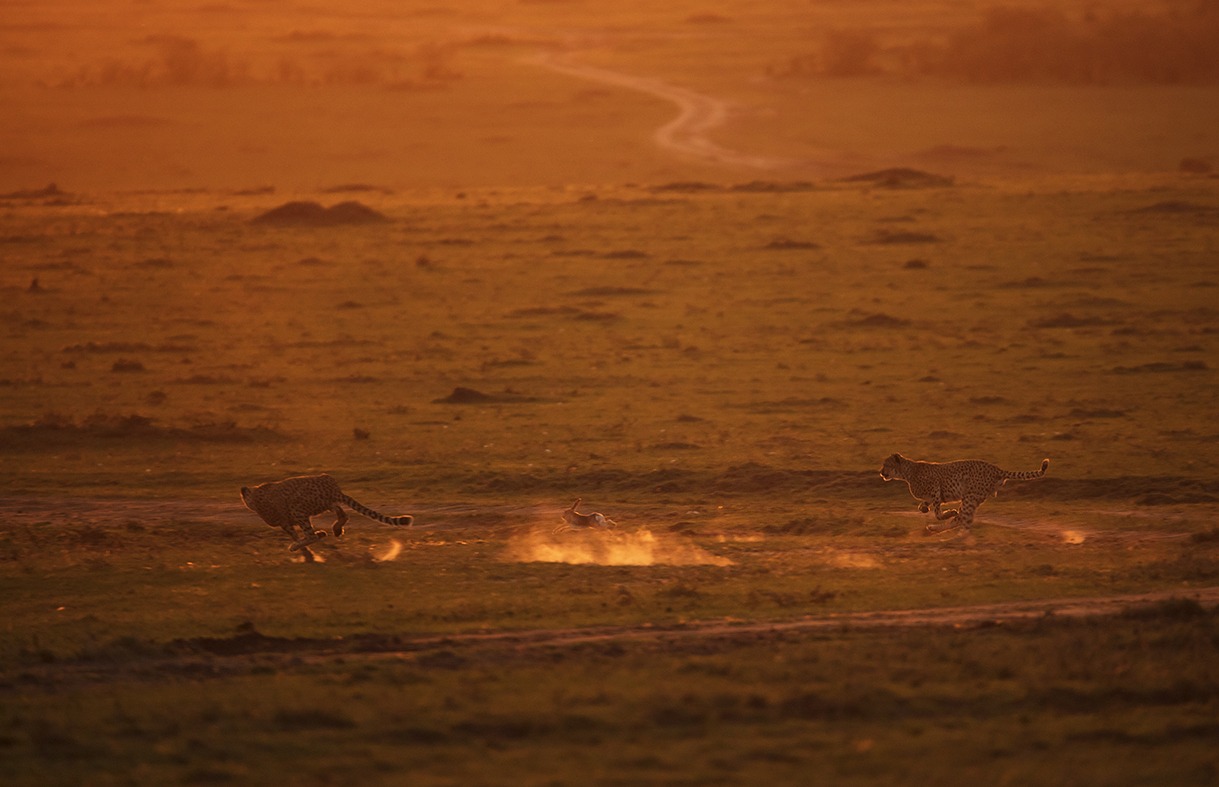 Two cheetahs hunting a rabbit in golden light as captured by photo tour leader ClementWild