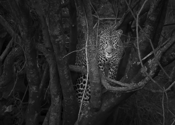 Black and white image of Leopard emerging from a dark bush with trees as captured by photo tour leader ClementWild