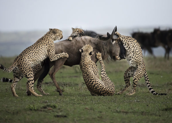 Winning image of cheetahs hunting wildebeest as captured by Africa's Photographer of the year 2017 Clement Kiragu