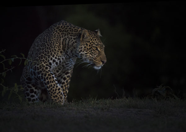 Leopard in stalking mode in a dark background as captured by photo tour leader ClementWild