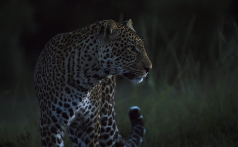 Leopard with sharp stare in the last light of the evening as captured by photo tour leader ClementWild