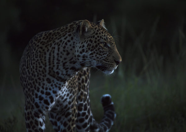 Leopard with sharp stare in the last light of the evening as captured by photo tour leader ClementWild