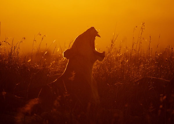 Fierce Silhouette of Lioness with open mouth showing teeth in golden light as captured by photo tour leader ClementWild