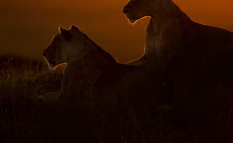 Silhouette of Lionesses in golden light as captured by photo tour leader ClementWild
