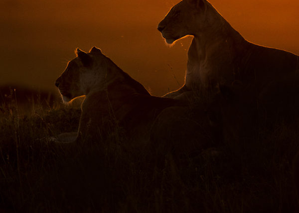 Silhouette of Lionesses in golden light as captured by photo tour leader ClementWild