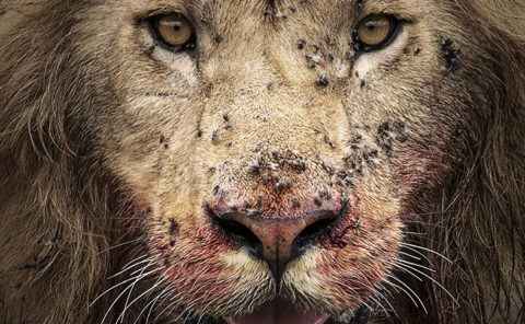 Fierce Portrait of a lion with blood on its mouth as captured by photo tour leader ClementWild