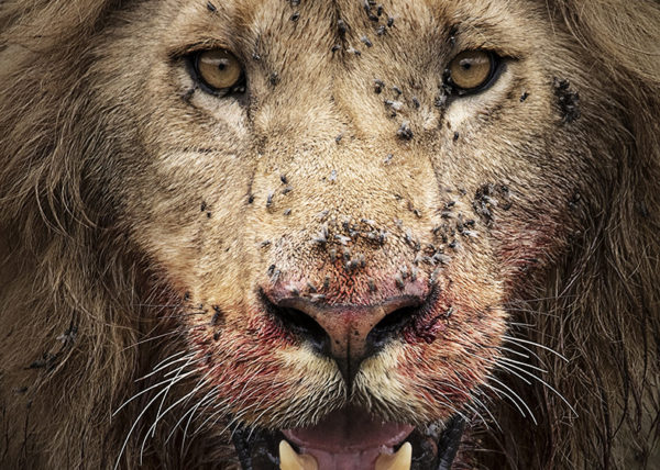 Fierce Portrait of a lion with blood on its mouth as captured by photo tour leader ClementWild