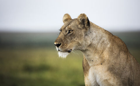 A sharp lioness focussed on prey in Maasai Mara as captured by photo tour leader ClementWild