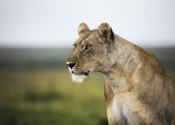 A sharp lioness focussed on prey in Maasai Mara as captured by photo tour leader ClementWild