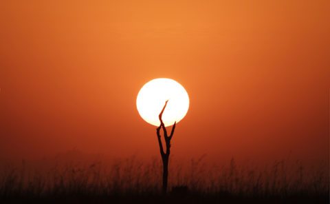 Silhouette of the sun and a dry tree forming a shape of a night stand lamp as captured by photo tour leader ClementWild