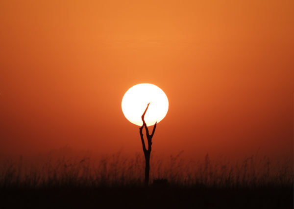 Silhouette of the sun and a dry tree forming a shape of a night stand lamp as captured by photo tour leader ClementWild