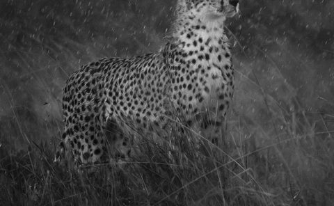 Malaika the cheetah in heavy rain as captured by photo tour leader ClementWild