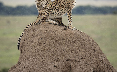 2 cheetahs on a termite hill looking in different directions as captured by photo tour leader ClementWild