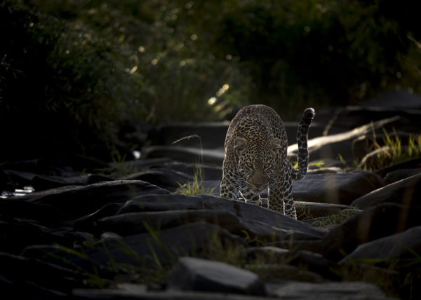 A leopard in stalking pose in beautiful morning light in Maasai Mara as captured by Photo tour leader ClementWild