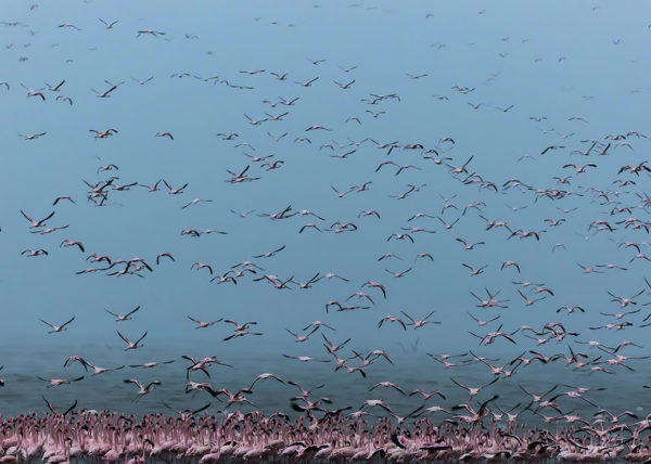 Flying flamingoes fill the frame of wildlife photographer Clement Kiragu