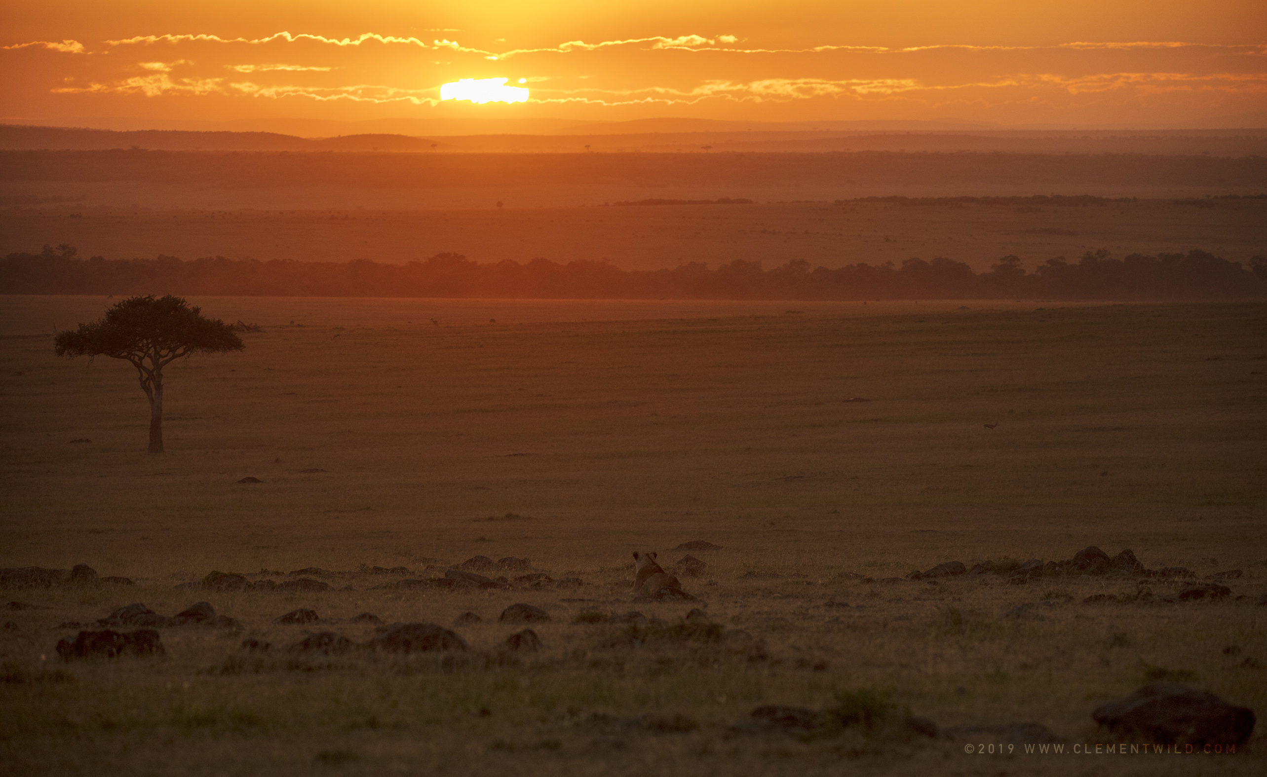 Lioness looking at the landscape at sunrise in Maasai Mara Kenya