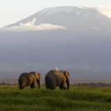 Photo of two elephants with the backdrop of Mt Kilimanjaro photographed by Clement Kiragu