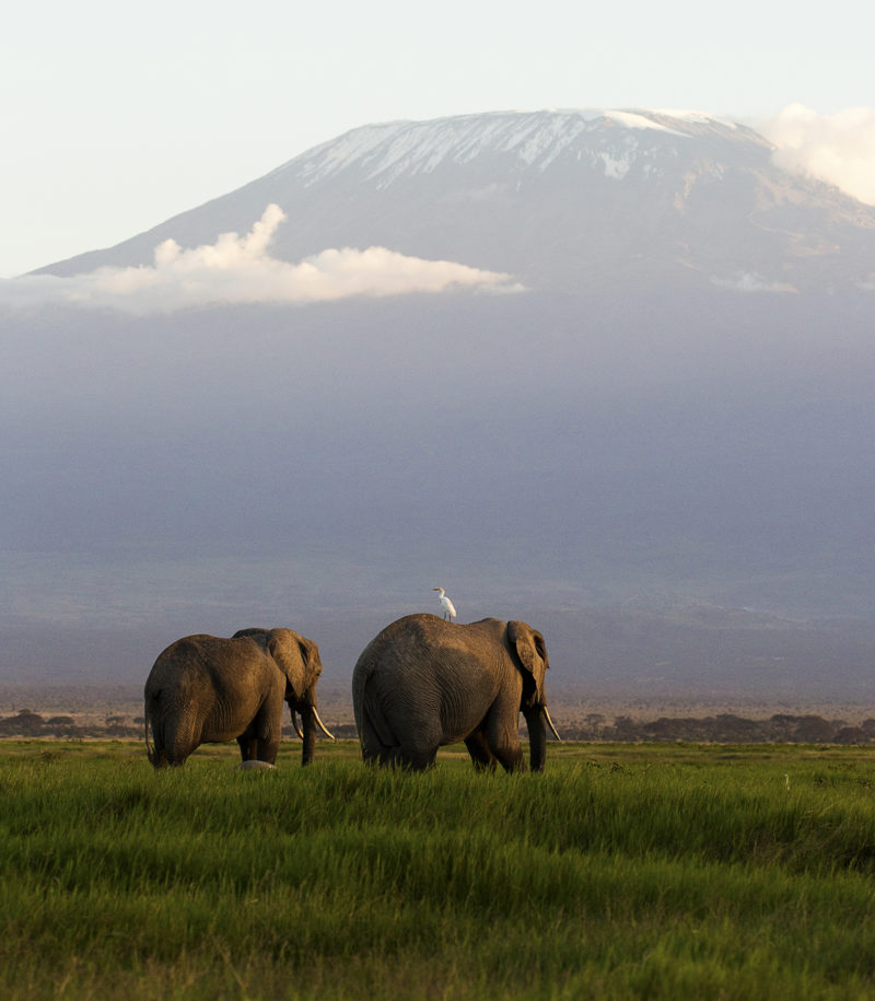Photo of two elephants with the backdrop of Mt Kilimanjaro photographed by Clement Kiragu