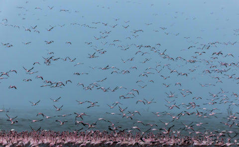 Flying flamingoes fill the frame of wildlife photographer Clement Kiragu