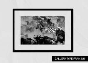 Two zebras surrounded by wildebeests at the Mara river during the annual great migration as captured by photo tour leader Clement Wild