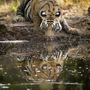 Reflection of a Tiger photographed in bandhavgarh India by Clement Wild