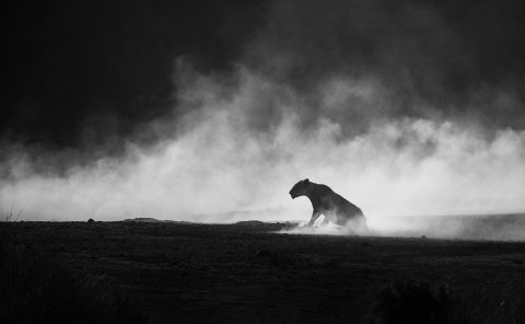 lioness in a cloud of dust photographed by wildlife photographer clement wild