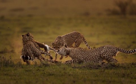 cheetahs tear apart a rabbit after hunting in Maasai Mara on a ClementWild Photo Safari