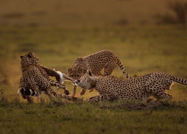 cheetahs tear apart a rabbit after hunting in Maasai Mara on a ClementWild Photo Safari