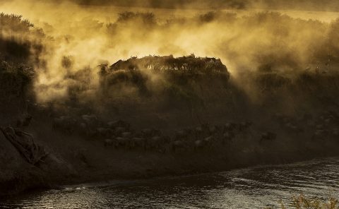 Dramatic wildebeest migration crossing in golden light in Maasai Mara on a ClementWild Photo Safari
