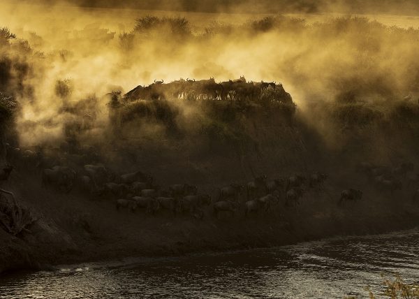 Dramatic wildebeest migration crossing in golden light in Maasai Mara on a ClementWild Photo Safari