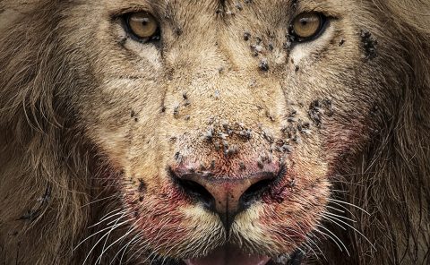 Lion with bloody face after feeding in Maasai Mara on a ClementWild Photo Safari