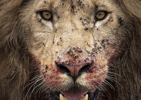 Lion with bloody face after feeding in Maasai Mara on a ClementWild Photo Safari