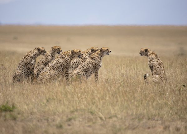 The 5 Male coalition called Tano Bora / Fast 5 try and mate with Malaika in Maasai Mara on a ClementWild Photo Safari