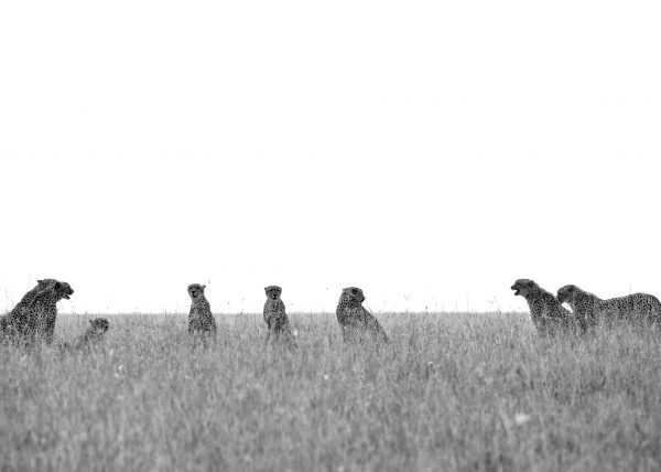 Eight Cheetahs in one frame in Maasai Mara on a ClementWild Photo Safari
