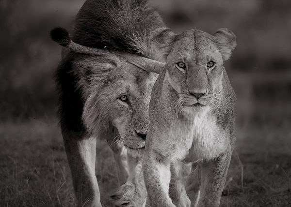 A lioness leads a male lion to show interests of mating