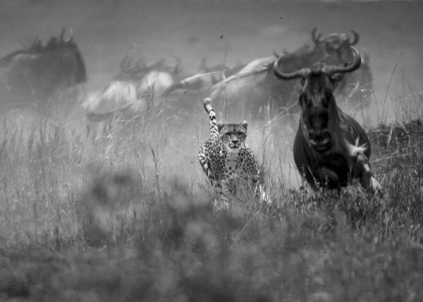Malaika the Cheetah hunts a wildebeest in Maasai Mara in front of ClementWild guests
