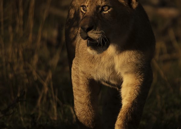 First Light on a lion cub in Maasai Mara on a ClementWild Photo Safari