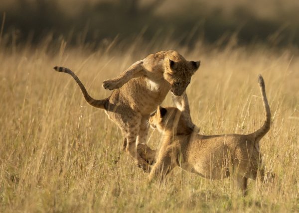 Cubs playing in Maasai Mara by ClementWild Photo Safaris