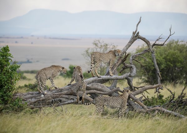 Fast Five / Tano Bora in Maasai Mara captured by Clement Kiragu