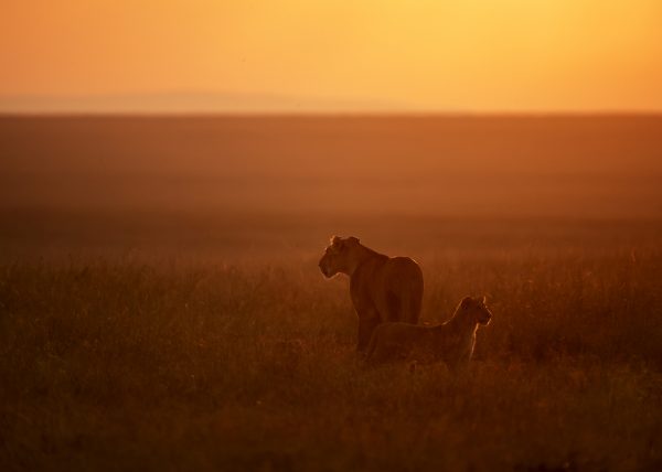 Lioness and her Cub Scout the plains of Maasai Mara in the first light of the day captured on a ClementWild photo safari