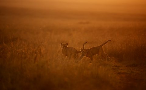 Two cubs play in golden hour in Maasai Mara