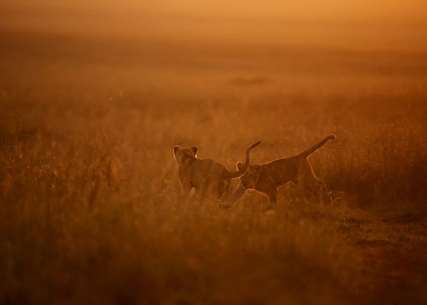 Two cubs play in golden hour in Maasai Mara