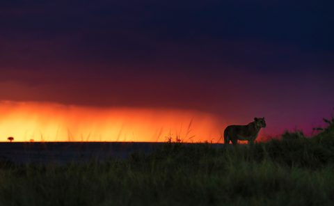 Lioness at sunset as photographed on a 2020 ClementWild migration photo safari